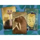 Similo Animales salvajes